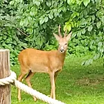 בית נופש Dans Agreable Tiny House En Normandie Au Coeur Du Pays D'auge